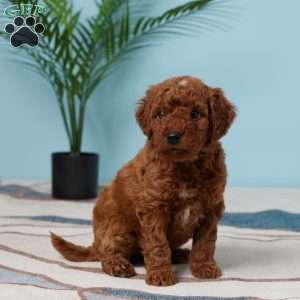 Enzo, Miniature Poodle Puppy